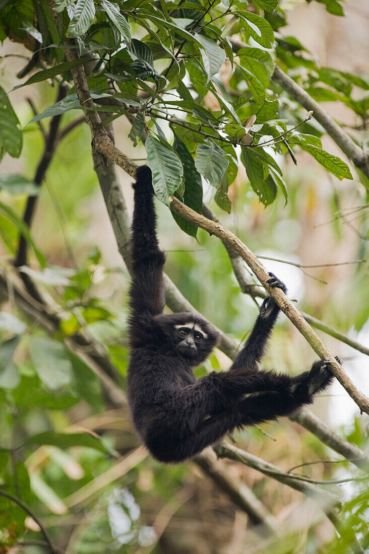 Hoolock Gibbon (Hylobates hoolock) sub-adult male, Gibbon Wildlife Sanctuary, Assam, India