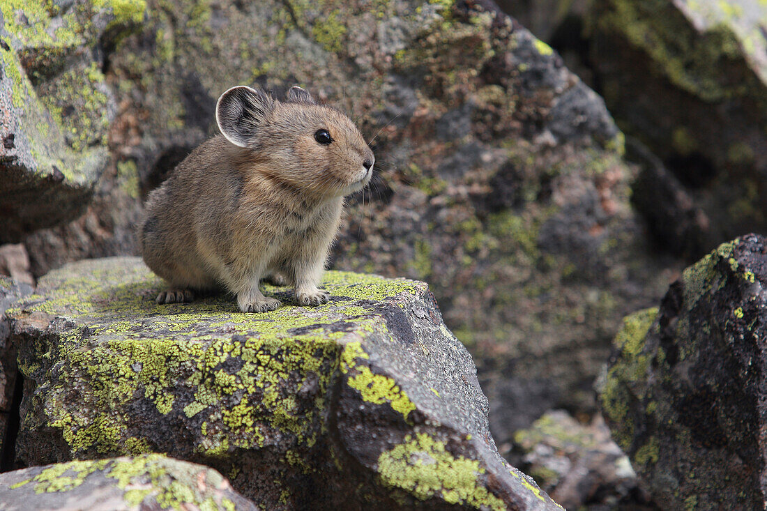 American Pika (Ochotona princeps), Glacier National Park, Montana