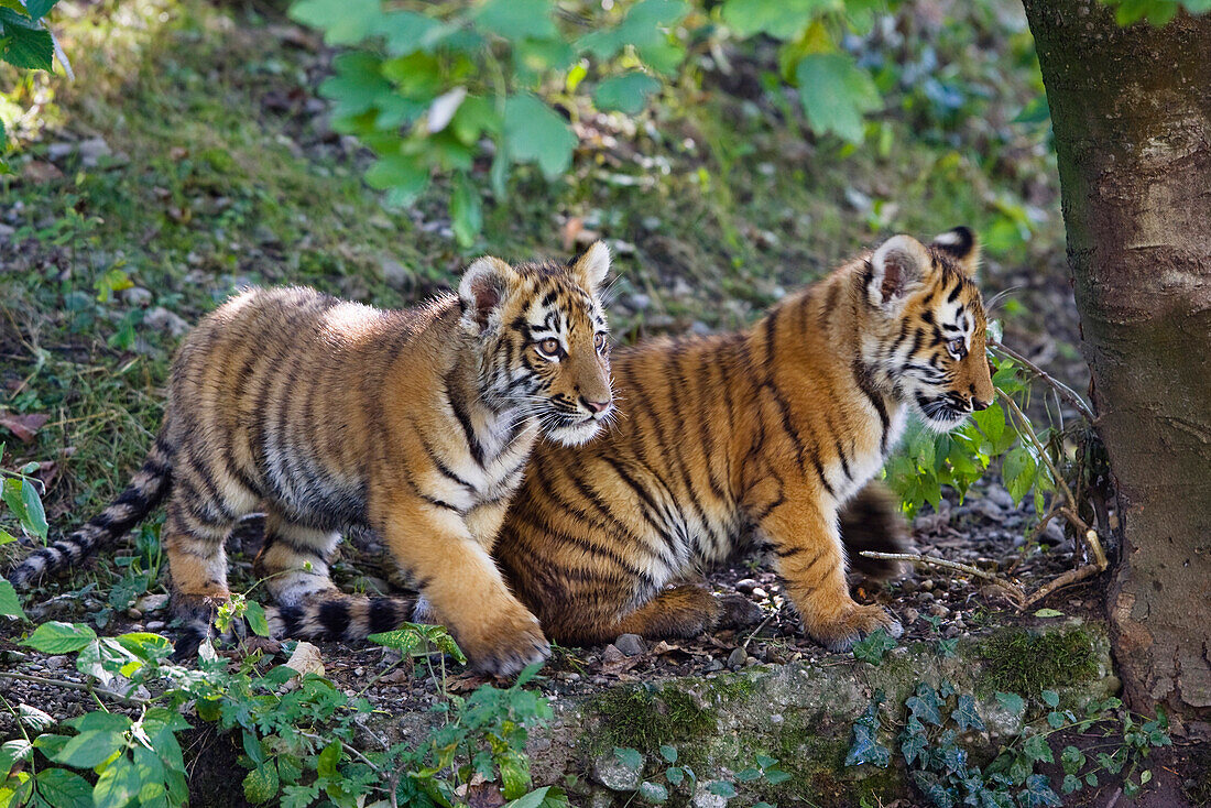 Siberian Tiger (Panthera tigris altaica) cubs, native to Russia