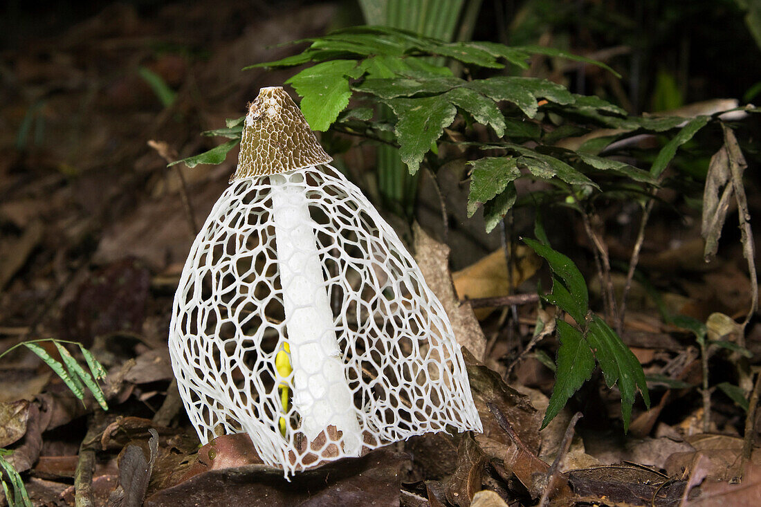 Veiled Lady (Dictyophora indusiata) in rainforest, Tambopata National Reserve, Peru