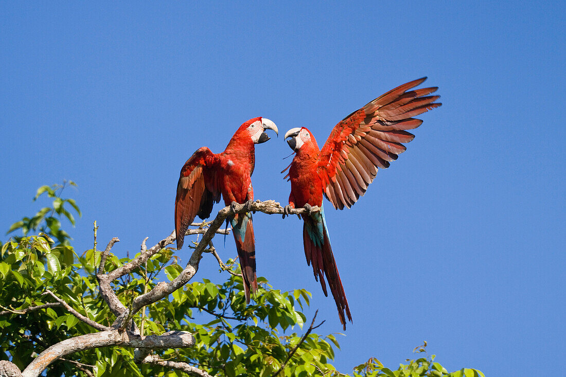 Red and Green Macaw (Ara chloroptera) pair fighting, Tambopata National Reserve, Peru