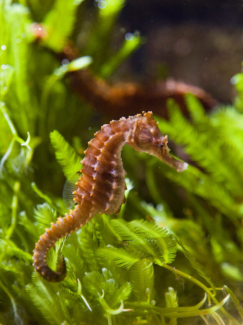 Seahorse (Hippocampus sp)