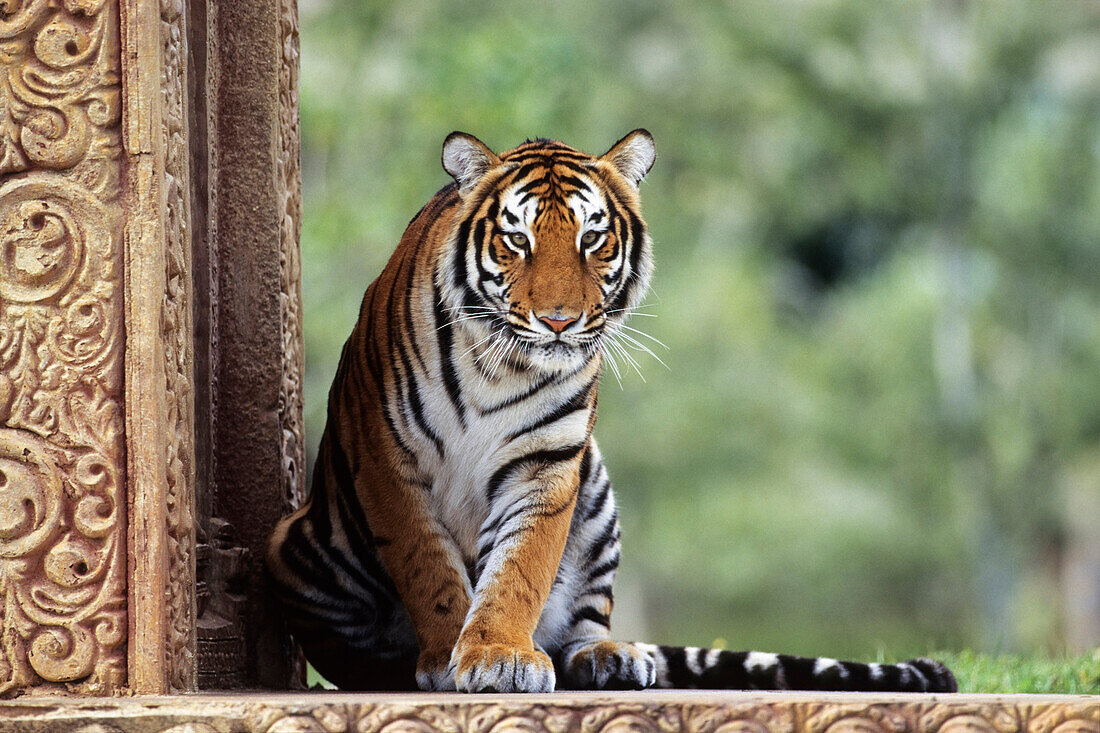 Bengal Tiger (Panthera tigris tigris), native to India