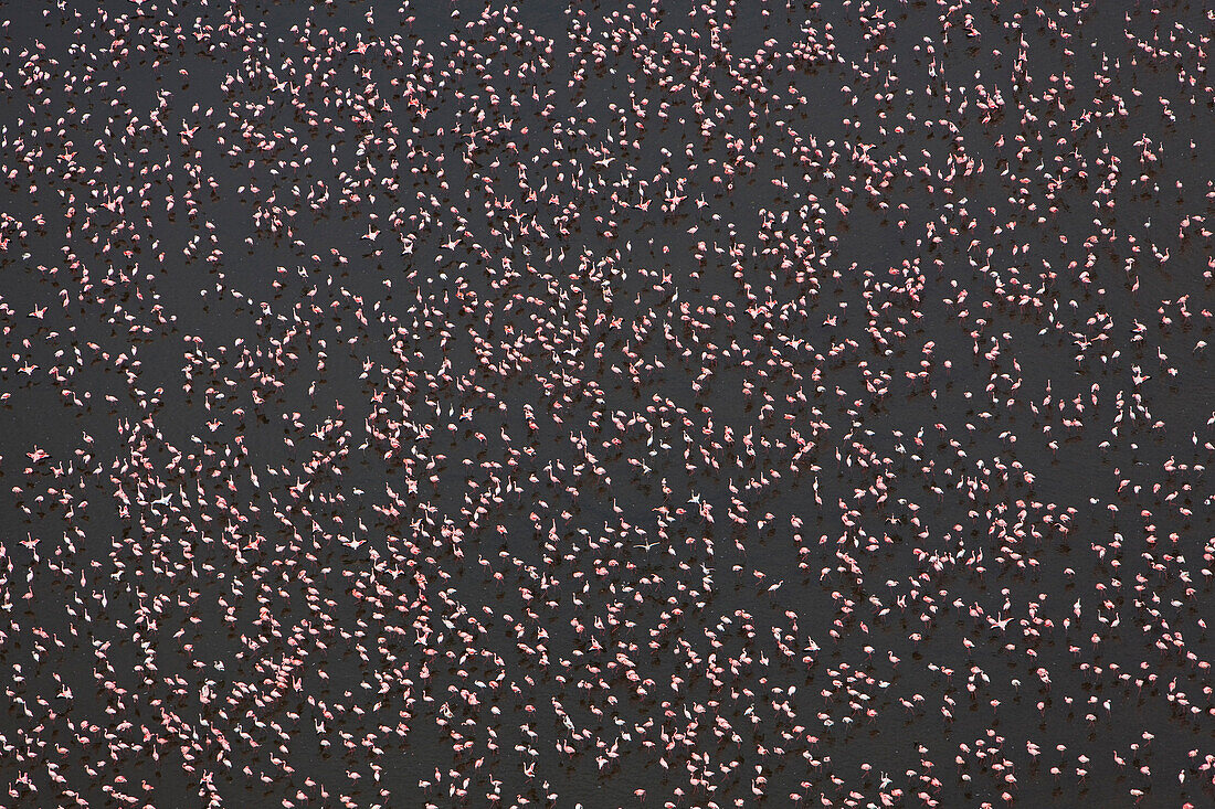 Lesser Flamingo (Phoenicopterus minor) flock in alkaline lake, Lake Nakuru, Kenya