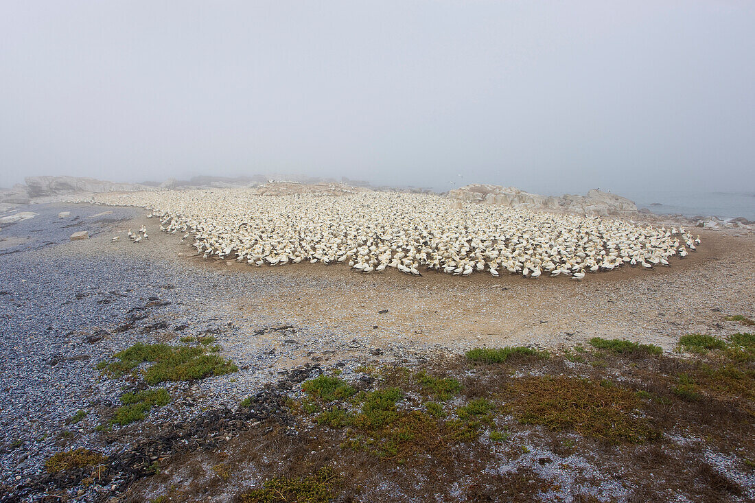 Cape Gannet (Morus capensis) colony, Lambert's Bay, South Africa