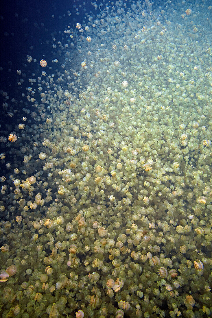 Jellyfish (Mastigias sp) group, Jellyfish Lake, Palau