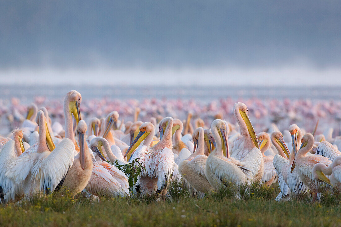 Great White Pelican (Pelecanus onocrotalus) flock, Lake Nakuru, Kenya