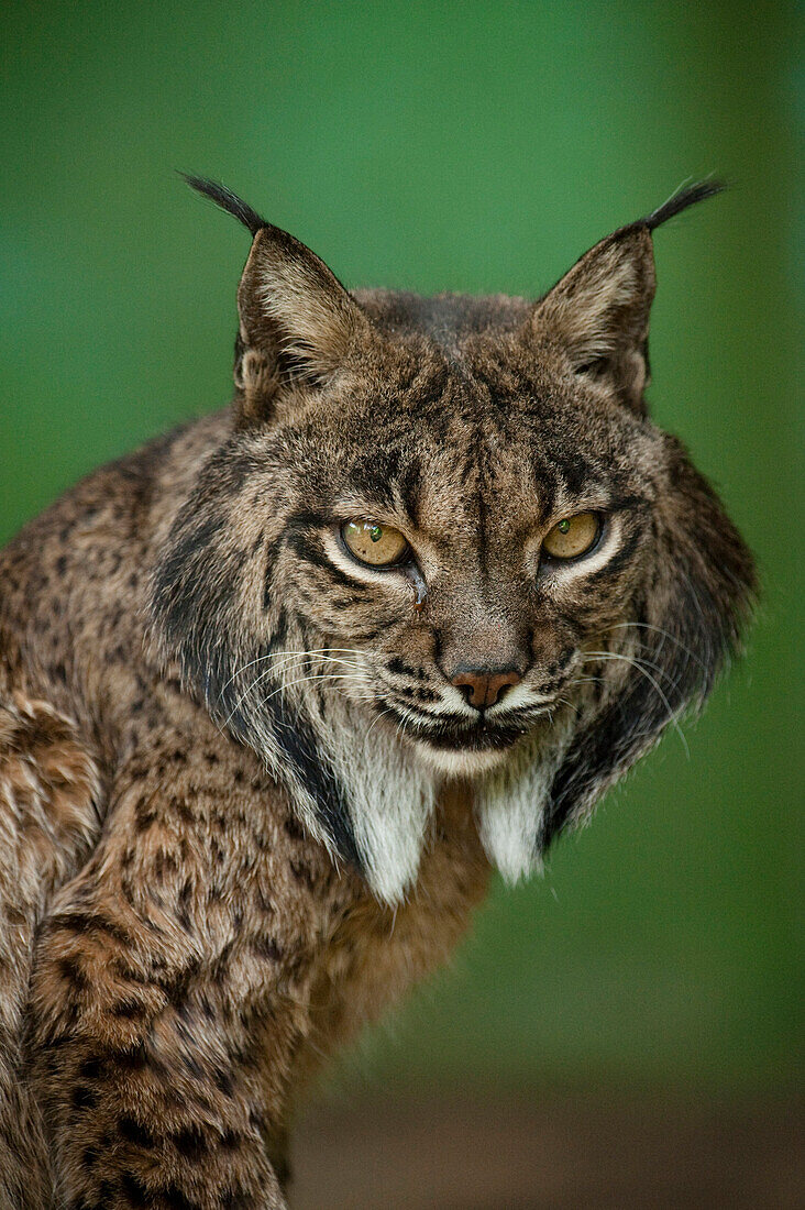 Spanish Lynx (Lynx pardinus) portrait, Spain