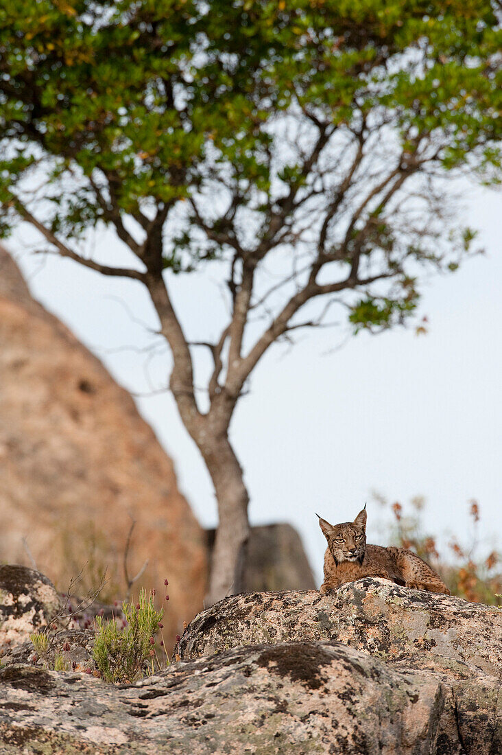 Spanish Lynx (Lynx pardinus) male, one year old, who has recently lost his GPS collar, Sierra de Andujar Natural Park, Andalusia, Spain