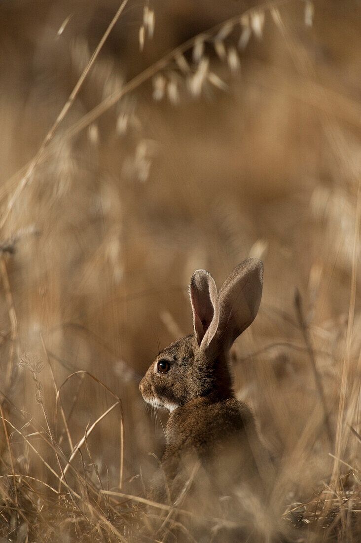 European Rabbit (Oryctolagus cuniculus), Sierra de Andujar Natural Park, Andalusia, Spain