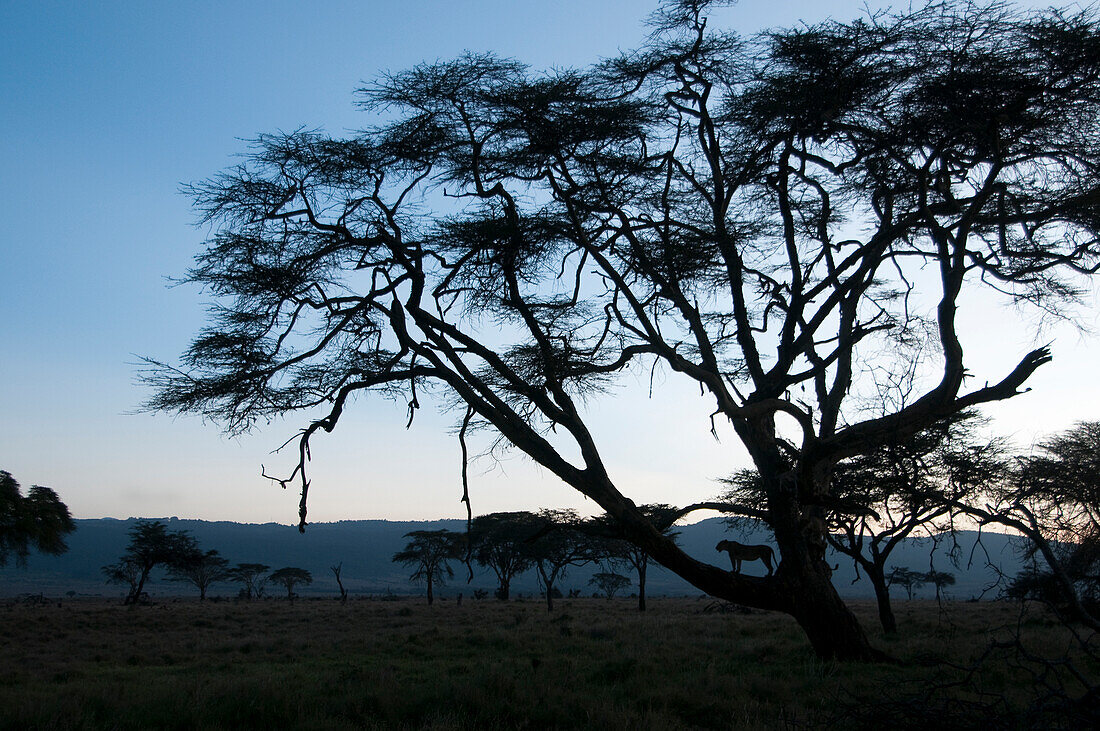 African Lion (Panthera leo) in tree, setting out to hunt at dusk, Lewa Wildlife Conservancy, Kenya