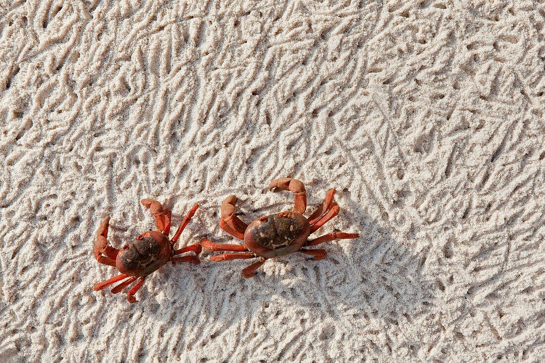 Christmas Island Red Crab (Gecarcoidea natalis) pair on beach the morning after spawning, Christmas Island, Indian Ocean, Territory of Australia