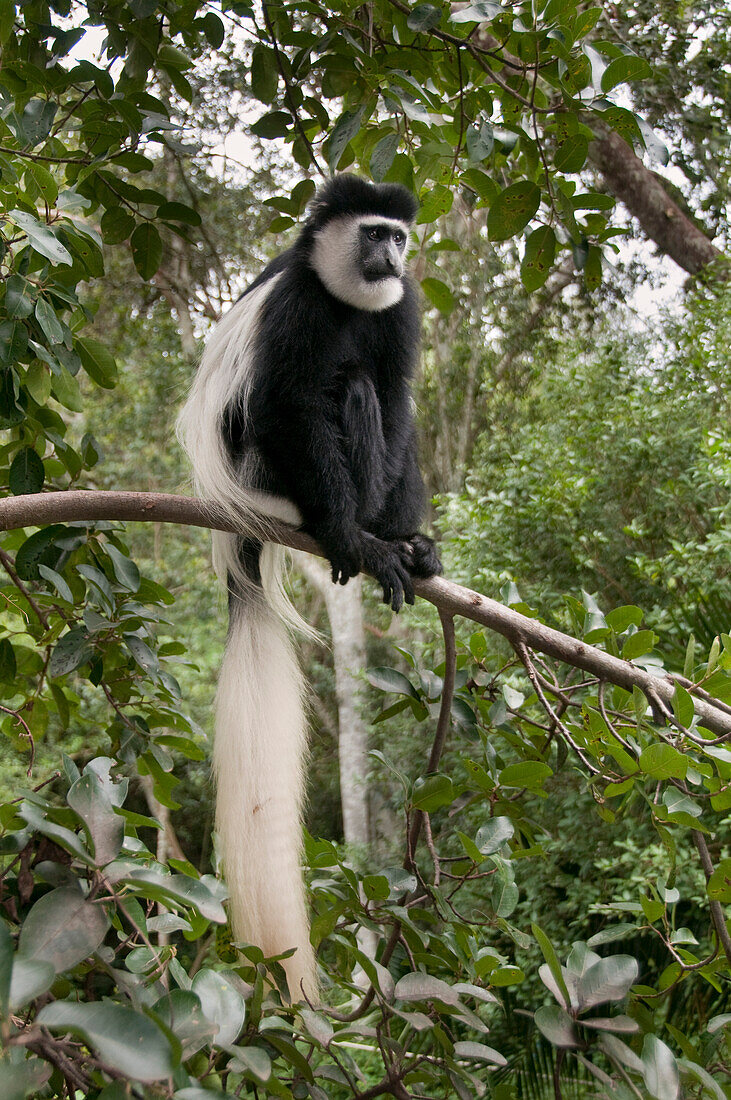 Mantled Colobus (Colobus guereza) in montane forest habitat in the foothills of Mount Kenya, Kenya