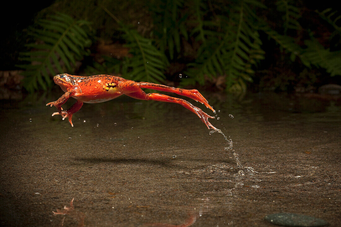 Red-legged Frog (Rana aurora) jumping, Oregon