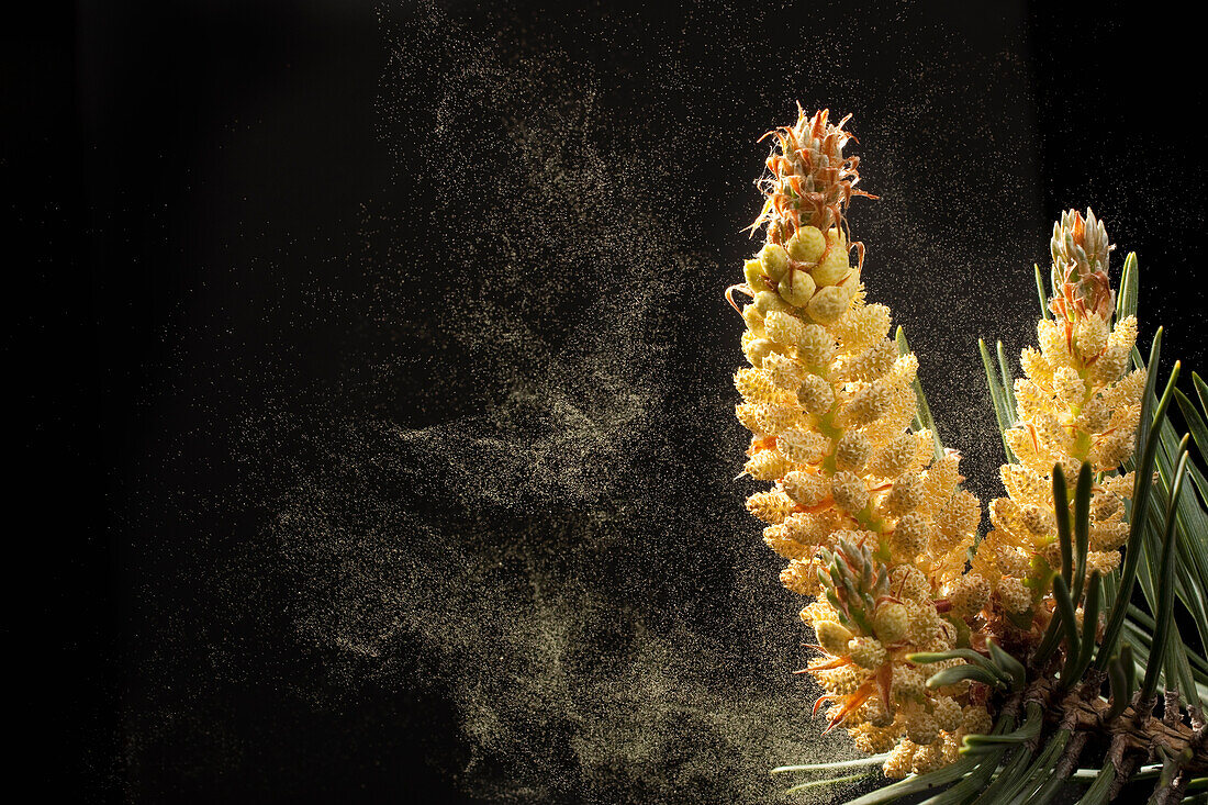 Lodgepole Pine (Pinus contorta) dispersing pollen through wind, western Oregon