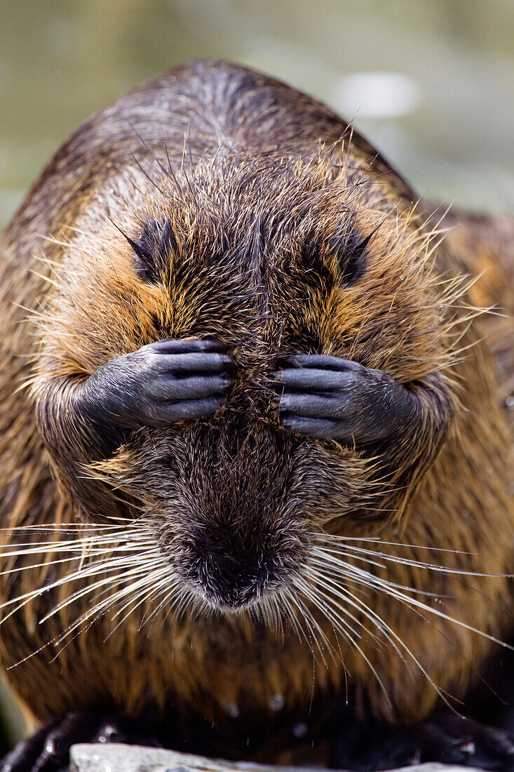 Nutria (Myocastor coypus) grooming, Europe