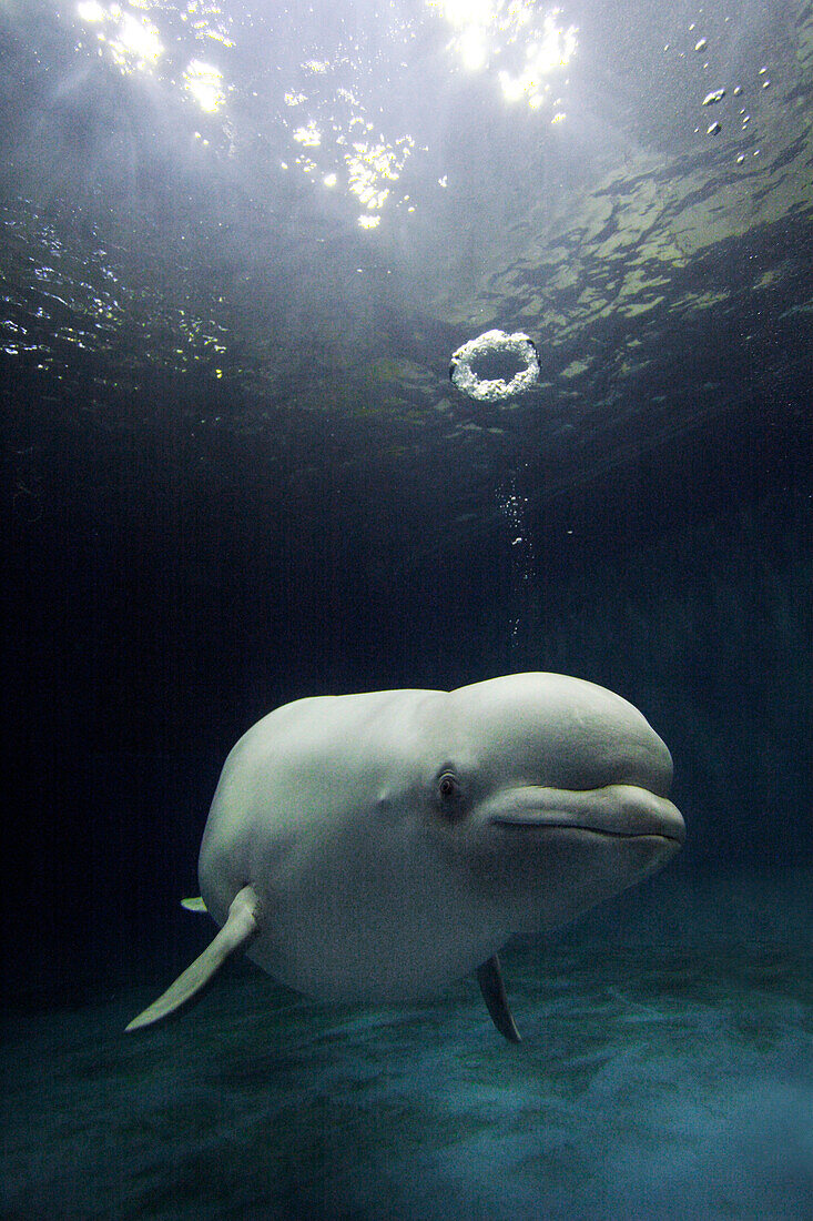 Beluga (Delphinapterus leucas) whale blowing a toroidal bubble ring, Shimane Aquarium, Japan