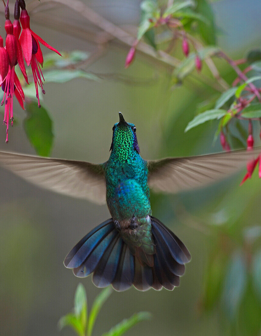 Green Violet-ear (Colibri thalassinus) hummingbird hovering near Fuchsia (Fuschia sp) flowers, Ecuador