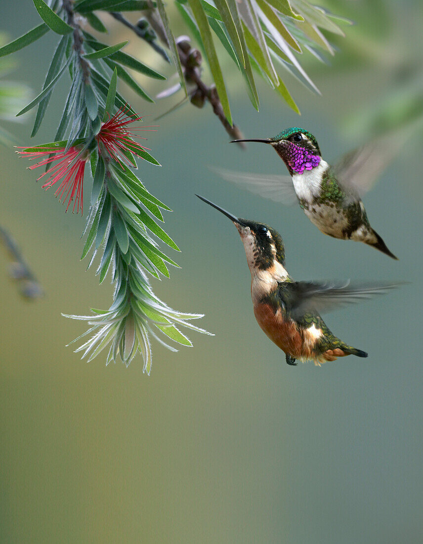 White-bellied Woodstar (Acestrura mulsant) hummingbird male and female feeding on flower, Costa Rica