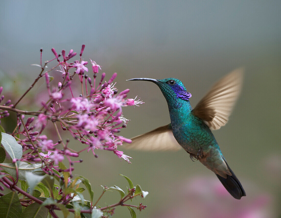 Green Violet-ear (Colibri thalassinus) hummingbird hovering near flower, Ecuador