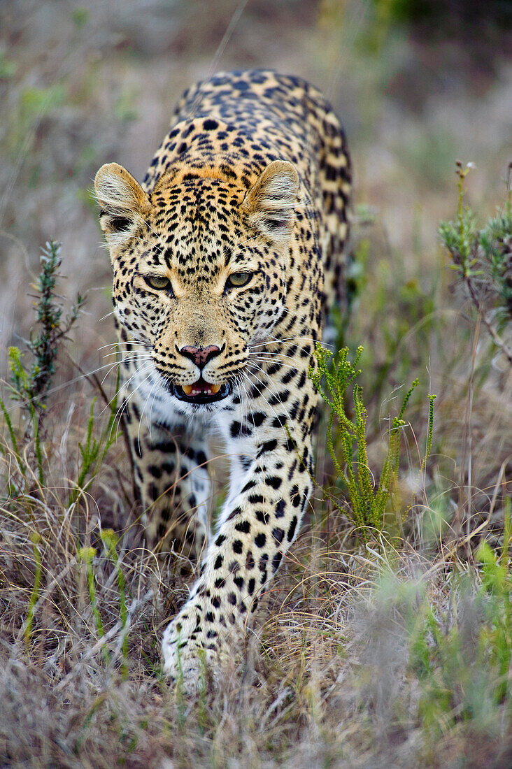Leopard (Panthera pardus) in the Shamwari  Game Reserve, Port Elizabeth, South Africa