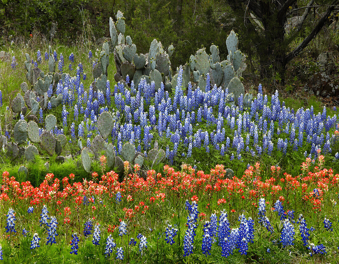 Bluebonnet (Lupinus subcarnosus), Paintbrush (Castilleja sp) and Pricky Pear (Opuntia sp) cactus, Texas