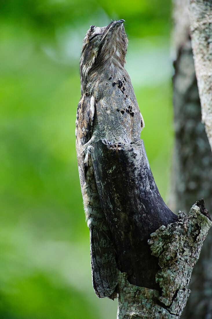 Common Potoo (Nyctibius griseus) camouflaged on stump, Bonito, Brazil