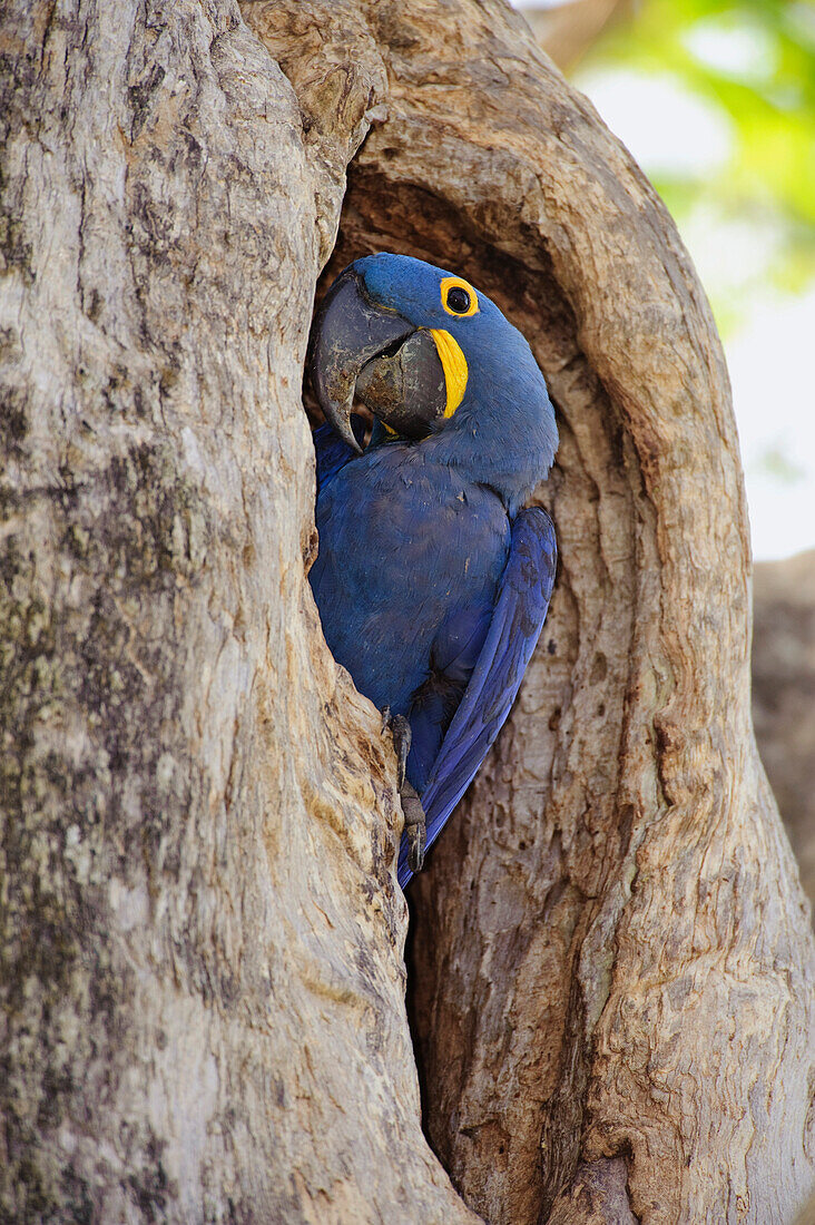 Hyacinth Macaw (Anodorhynchus hyacinthinus) in nest entrance, Brazil