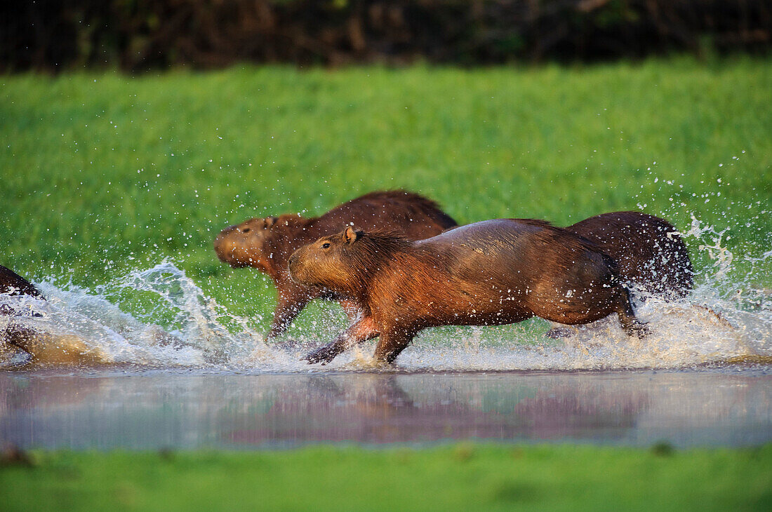 Capybara (Hydrochoerus hydrochaeris) group running through shallow water, Pantanal, Brazil
