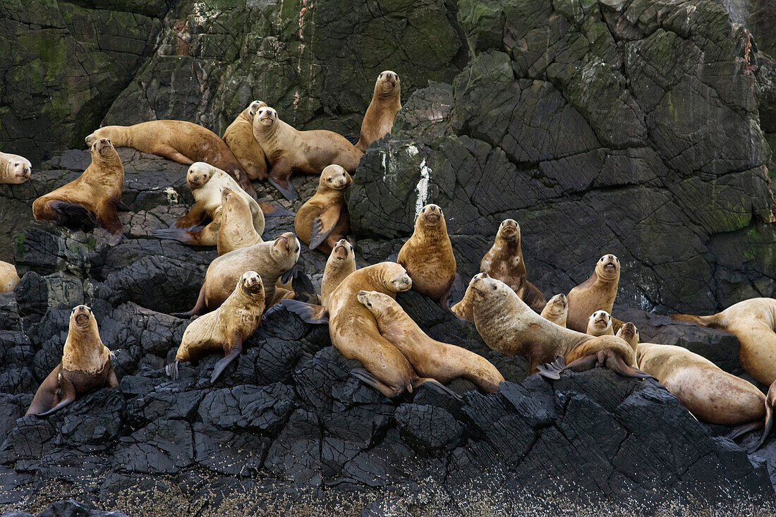 Steller's Sea Lion (Eumetopias jubatus) group hauled out on rocks, Katmai National Park, Alaska