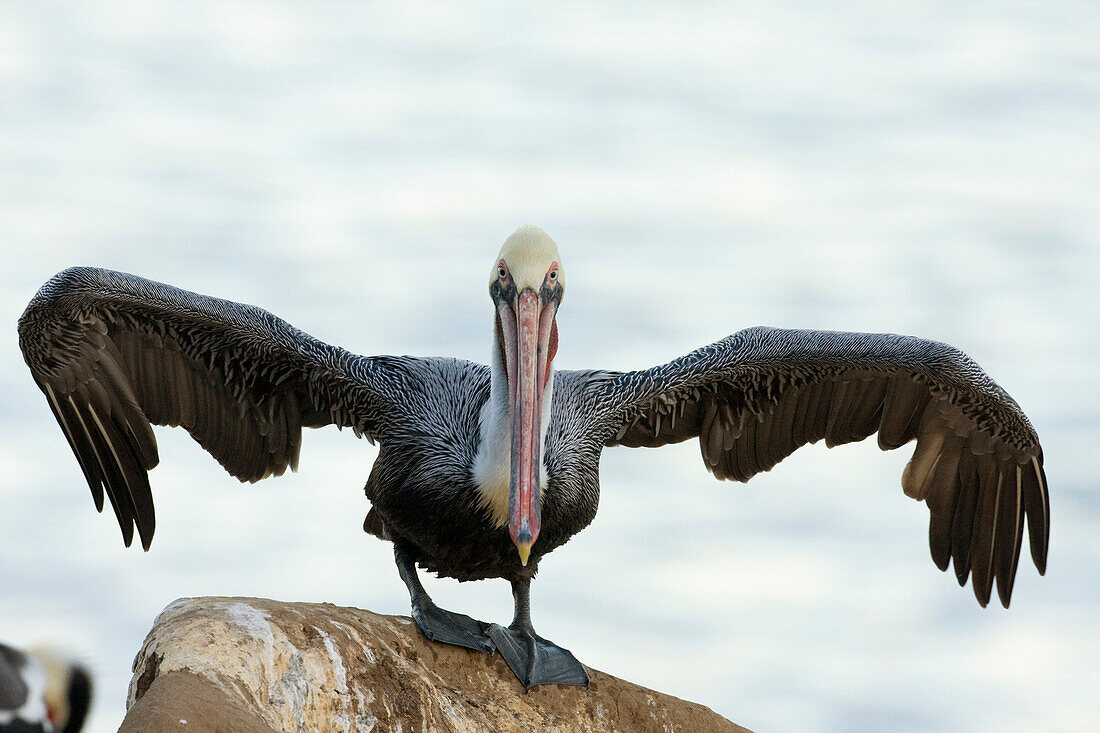 Brown Pelican (Pelecanus occidentalis) stretching wings, La Jolla, California