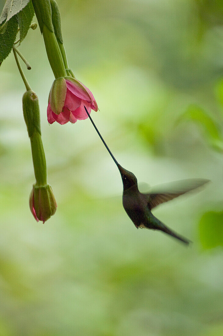 Sword-billed Hummingbird (Ensifera ensifera) female feeding on flower, Ecuador