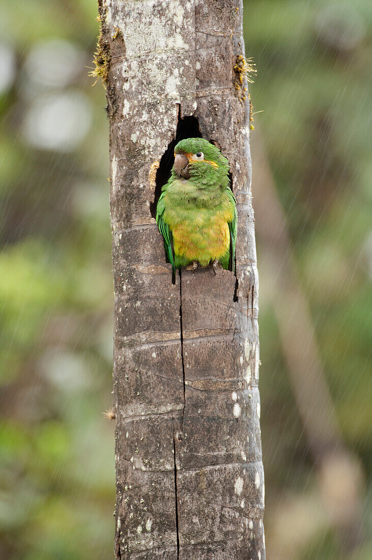 Golden-plumed Parakeet (Leptosittaca branickii) emerging from nest cavity, Ecuador