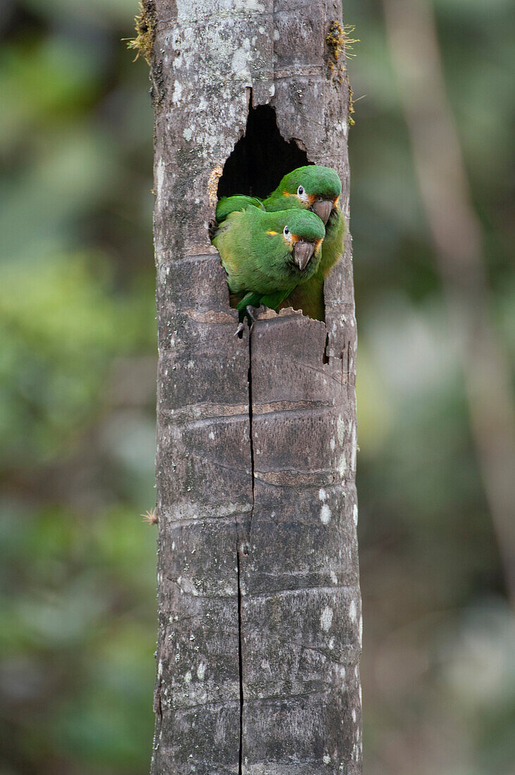 Golden-plumed Parakeet (Leptosittaca branickii) pair emerging from nest cavity, Ecuador