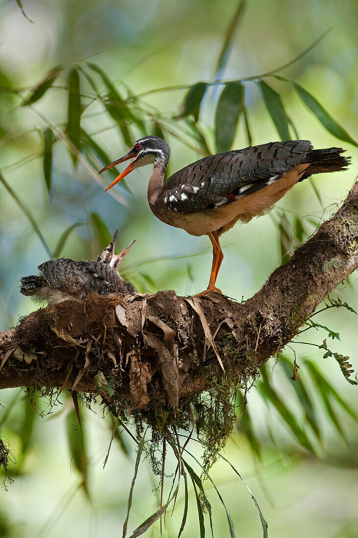 Sunbittern (Eurypyga helias) at nest with chick, Ecuador