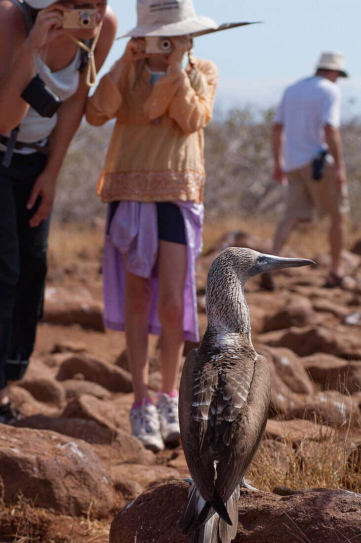 Blue-footed Booby (Sula nebouxii) and tourists, Ecuador