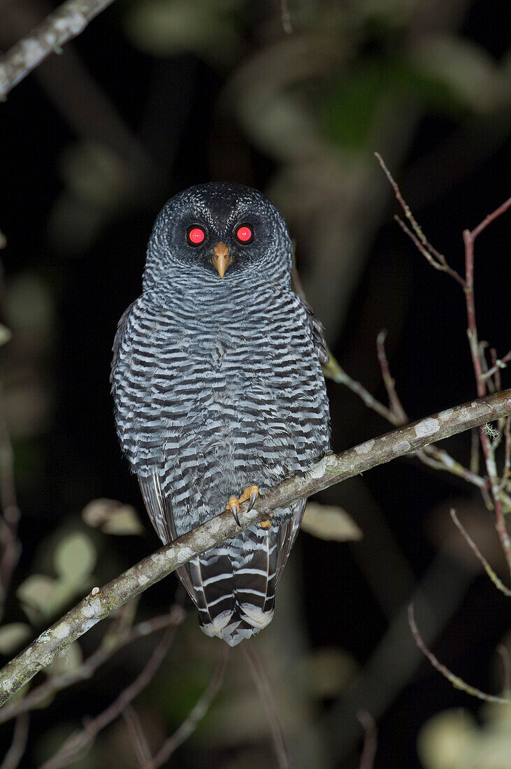 Black-and-white Owl (Strix nigrolineata) and Band-bellied Owl (Pulsatrix melanota) hybrid with glowing eyes, Ecuador