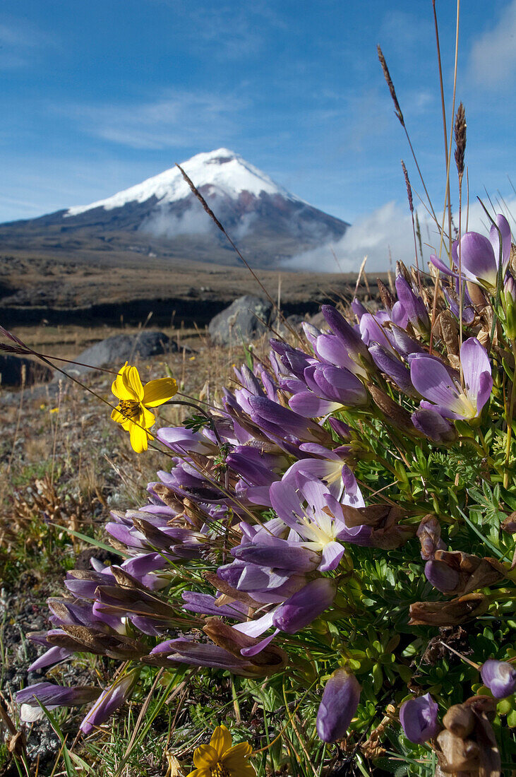 Cotopaxi Volcano and flowers in paramo habitat, Ecuador