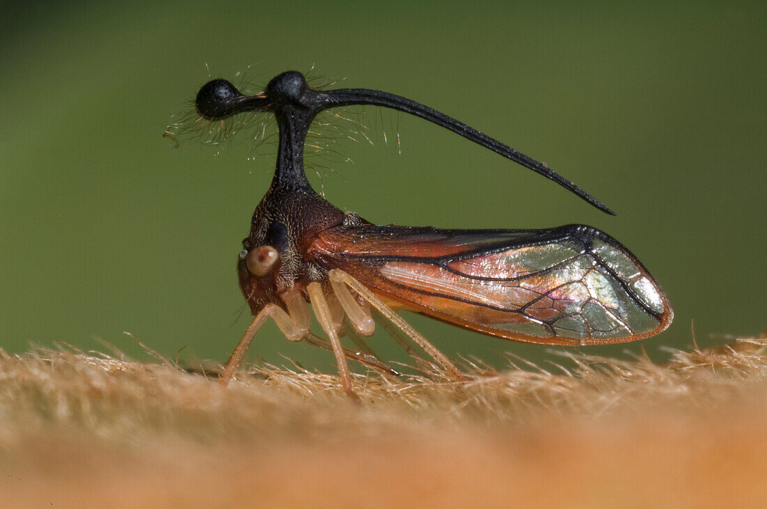 Treehopper (Membracidae), Ecuador