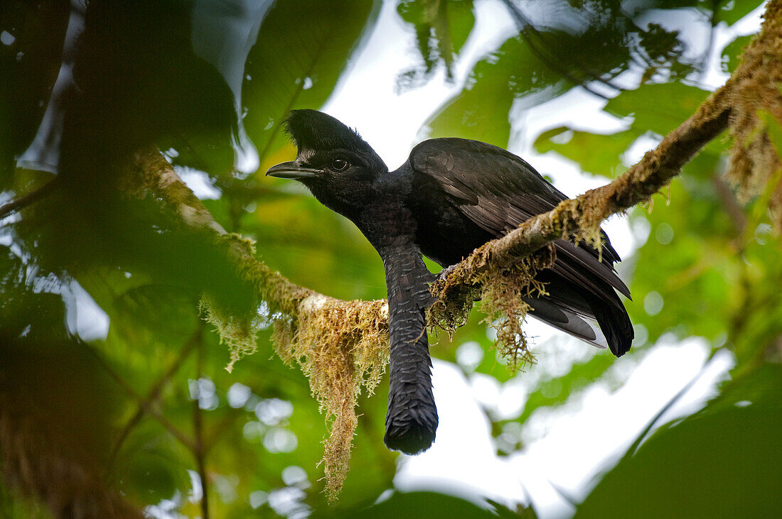 Long-wattled Umbrellabird (Cephalopterus penduliger) male, Ecuador