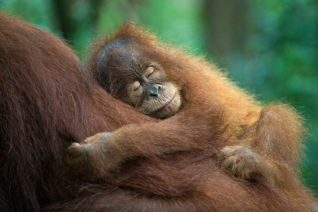 Sumatran Orangutan (Pongo abelii) two and a half year old baby sleeping on mother, Gunung Leuser National Park, north Sumatra, Indonesia