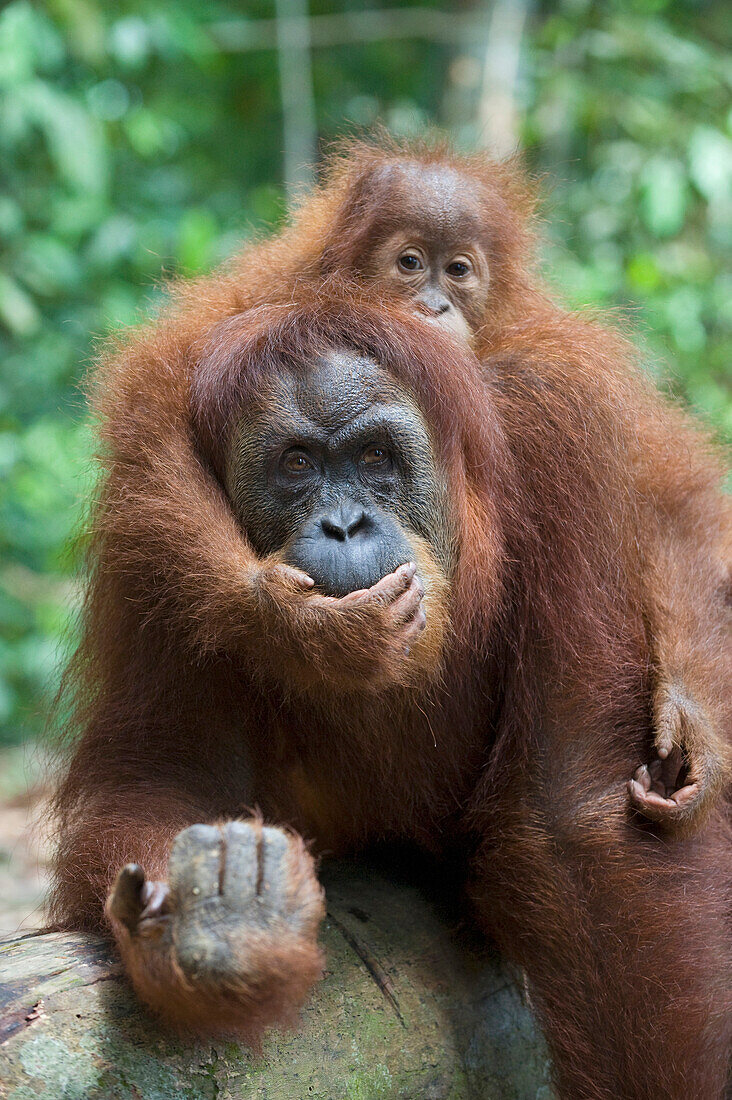 Sumatran Orangutan (Pongo abelii) mother and playful two and a half year old baby, Gunung Leuser National Park, north Sumatra, Indonesia