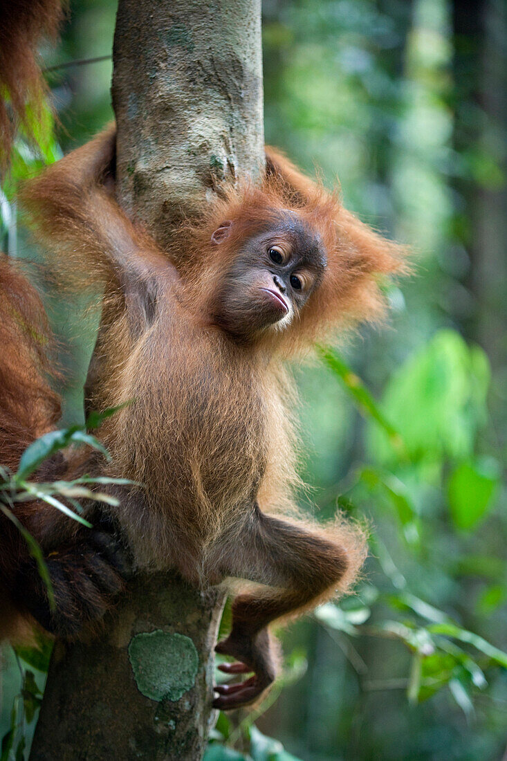 Sumatran Orangutan (Pongo abelii) six month old baby,Gunung Leuser National Park, north Sumatra, Indonesia