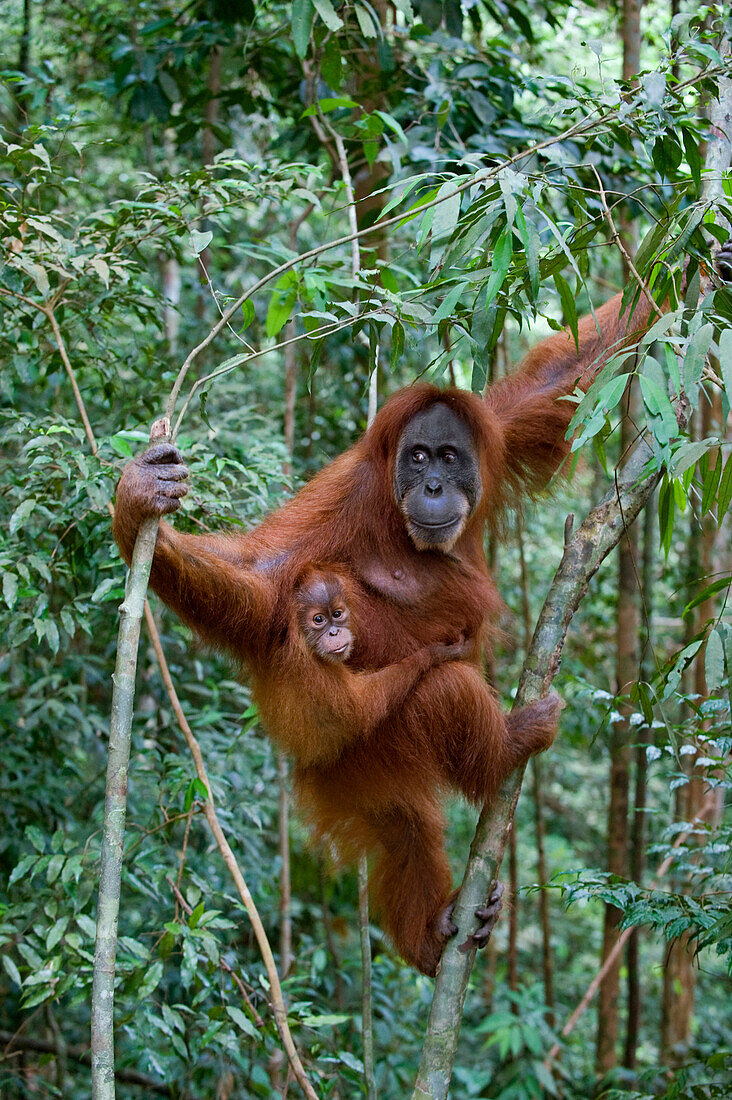 Sumatran Orangutan (Pongo abelii) mother and one and a half year old baby in trees, Gunung Leuser National Park, north Sumatra, Indonesia