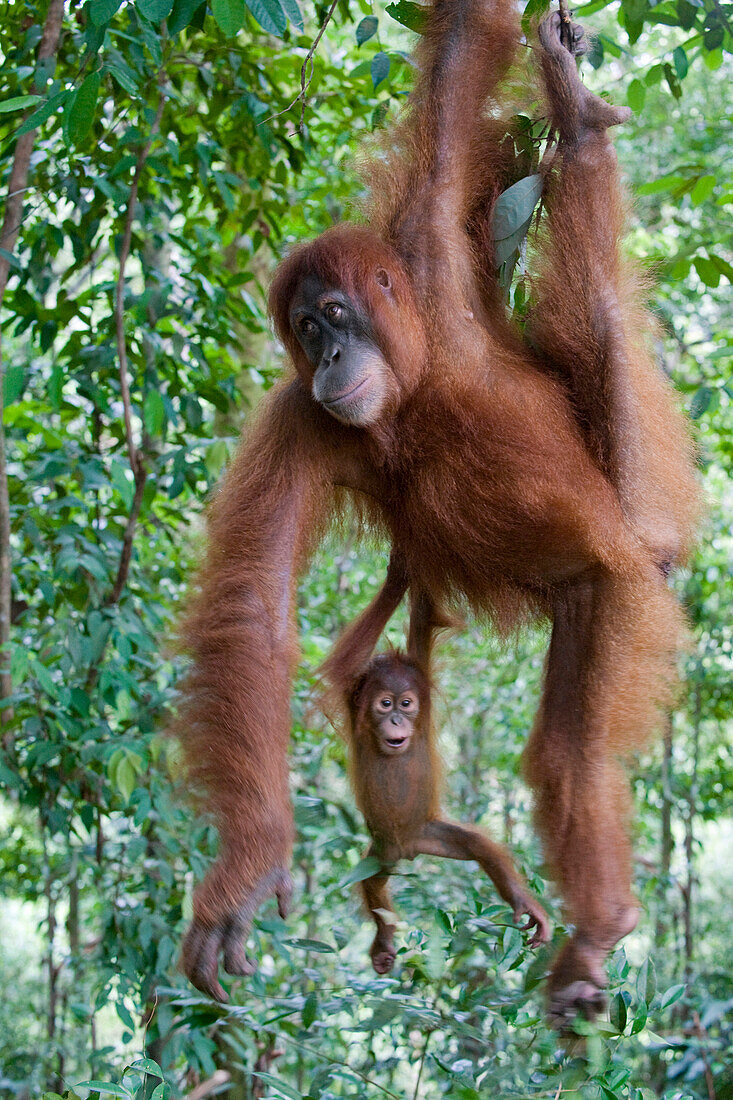 Sumatran Orangutan (Pongo abelii) playful one and a half year old baby hanging from mother, Gunung Leuser National Park, north Sumatra, Indonesia