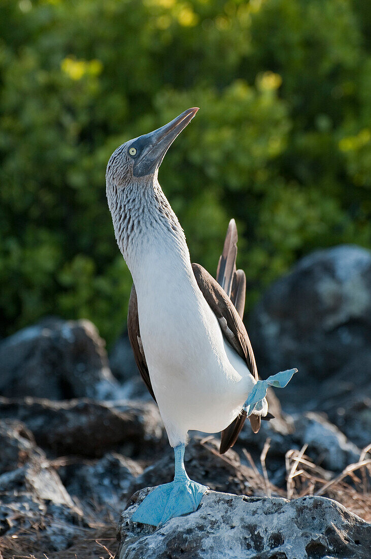 Blue-footed Booby (Sula nebouxii) male performing foot-lifting courtship display, Galapagos Islands, Ecuador