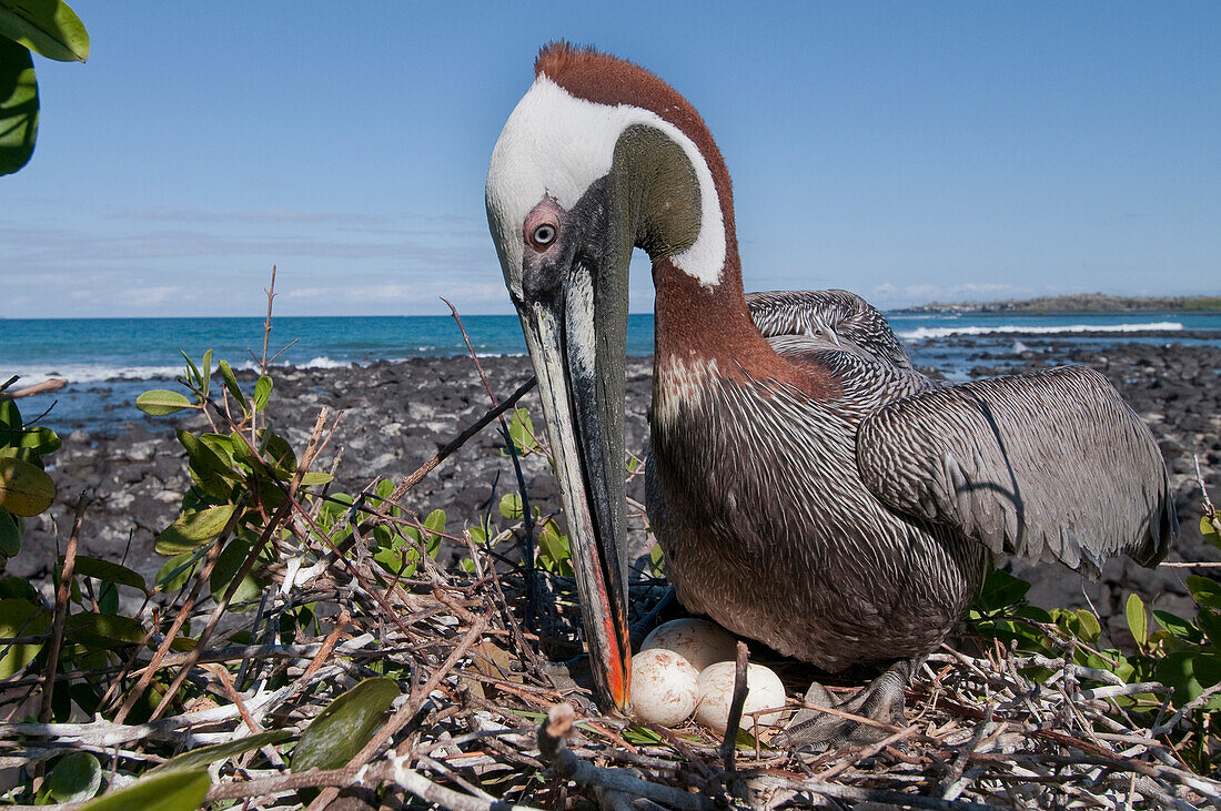 Brown Pelican (Pelecanus occidentalis) incubating eggs in shoreline mangroves, Galapagos Islands, Ecuador