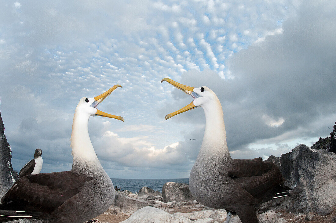 Waved Albatross (Phoebastria irrorata) pair in courtship display, Galapagos Islands, Ecuador