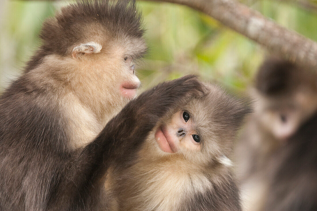 Yunnan Snub-nosed Monkey (Rhinopithecus bieti) pair grooming, Baima Snow Mountain, Yunnan, China