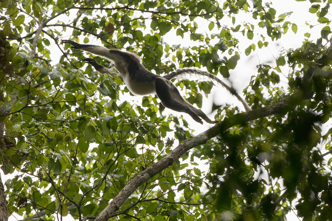 Tonkin Snub-nosed Monkey (Rhinopithecus avunculus) jumping from on tree to another, Ha Giang, Vietnam